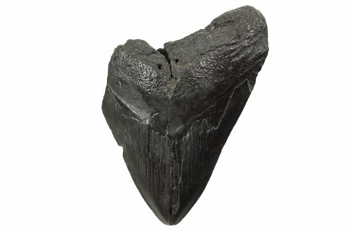 Bargain, Fossil Megalodon Tooth - South Carolina #339292